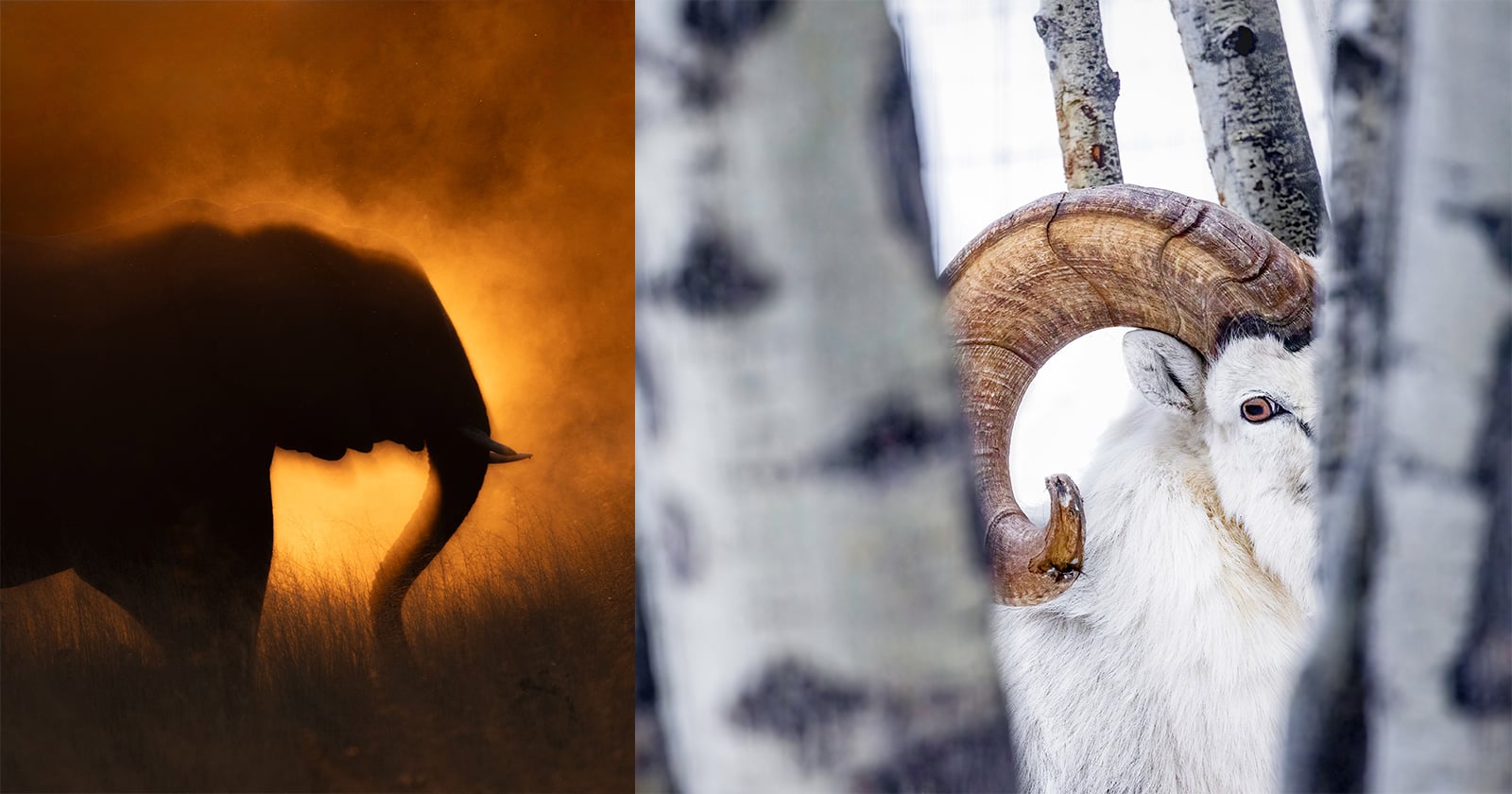 A split-screen image showing a dark silhouette of an elephant against a golden sunset on the left and a white bighorn sheep framed by birch trees on the right.