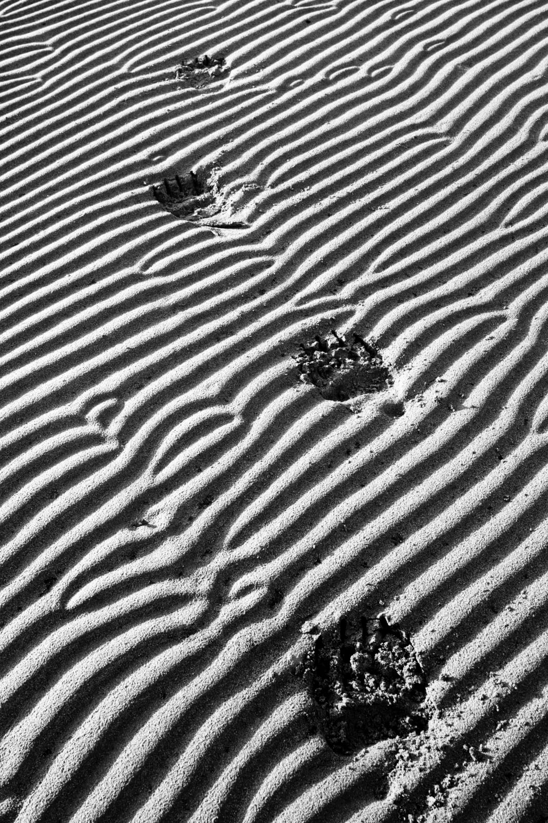 A series of four animal paw prints with visible claw marks leads across a rippled sand surface.