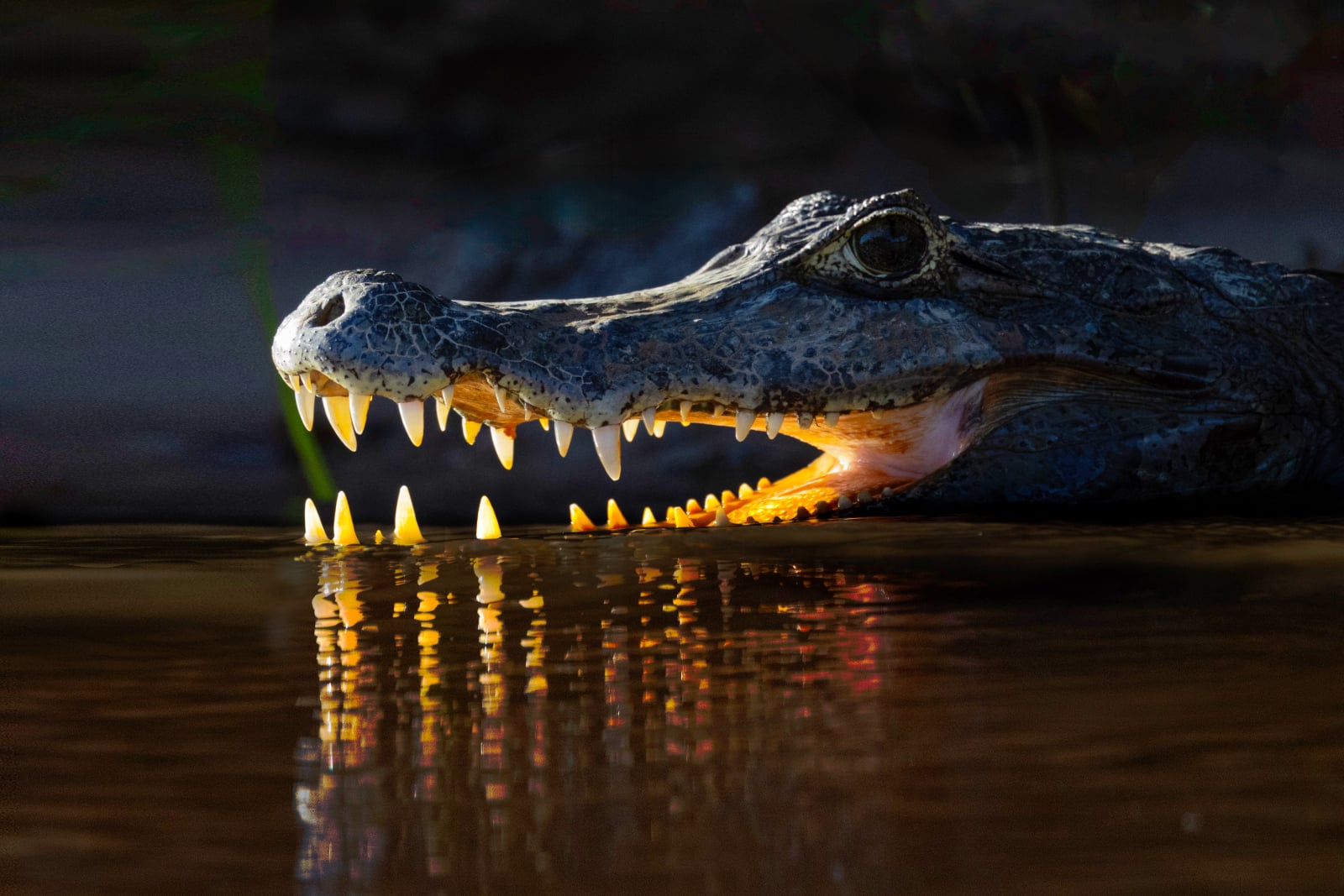 A caiman with its mouth slightly open rests at the water's surface, its sharp teeth reflecting in the dark, still water.