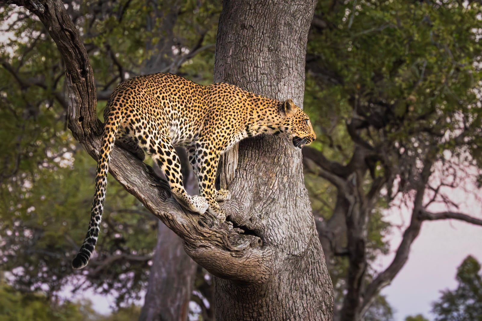 A leopard stands on a thick tree branch, looking toward the right side of the frame.