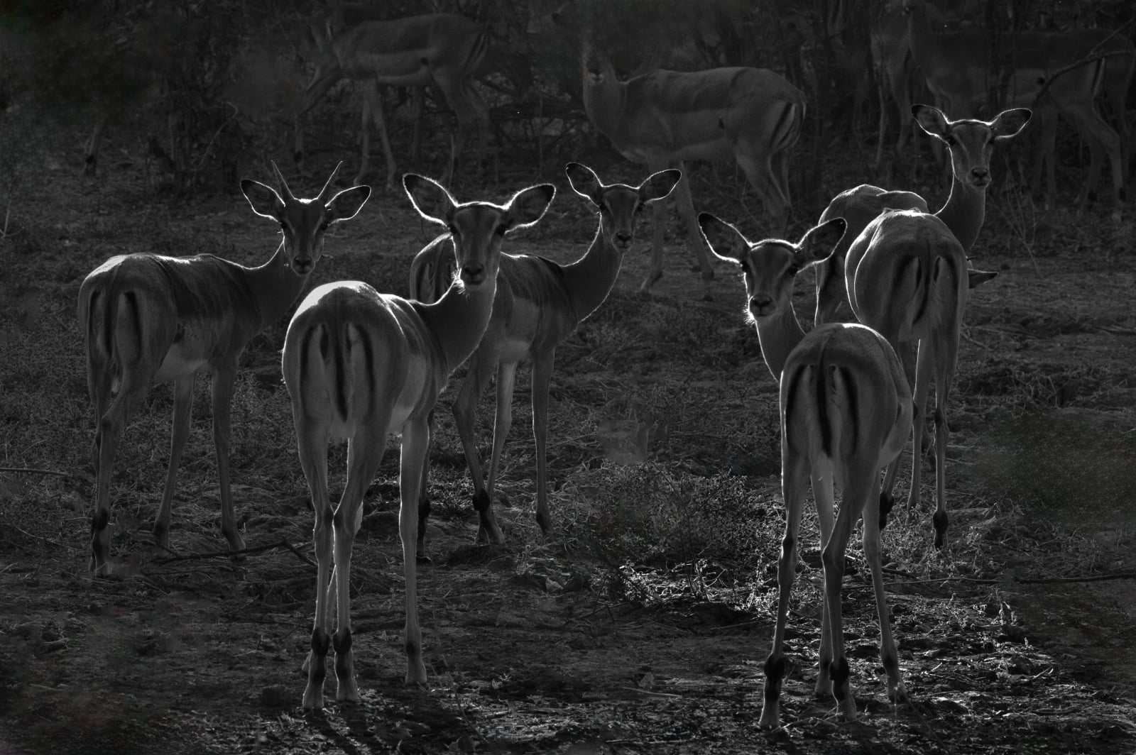 A group of impalas stands in a grassy field, with several individuals looking directly toward the camera.