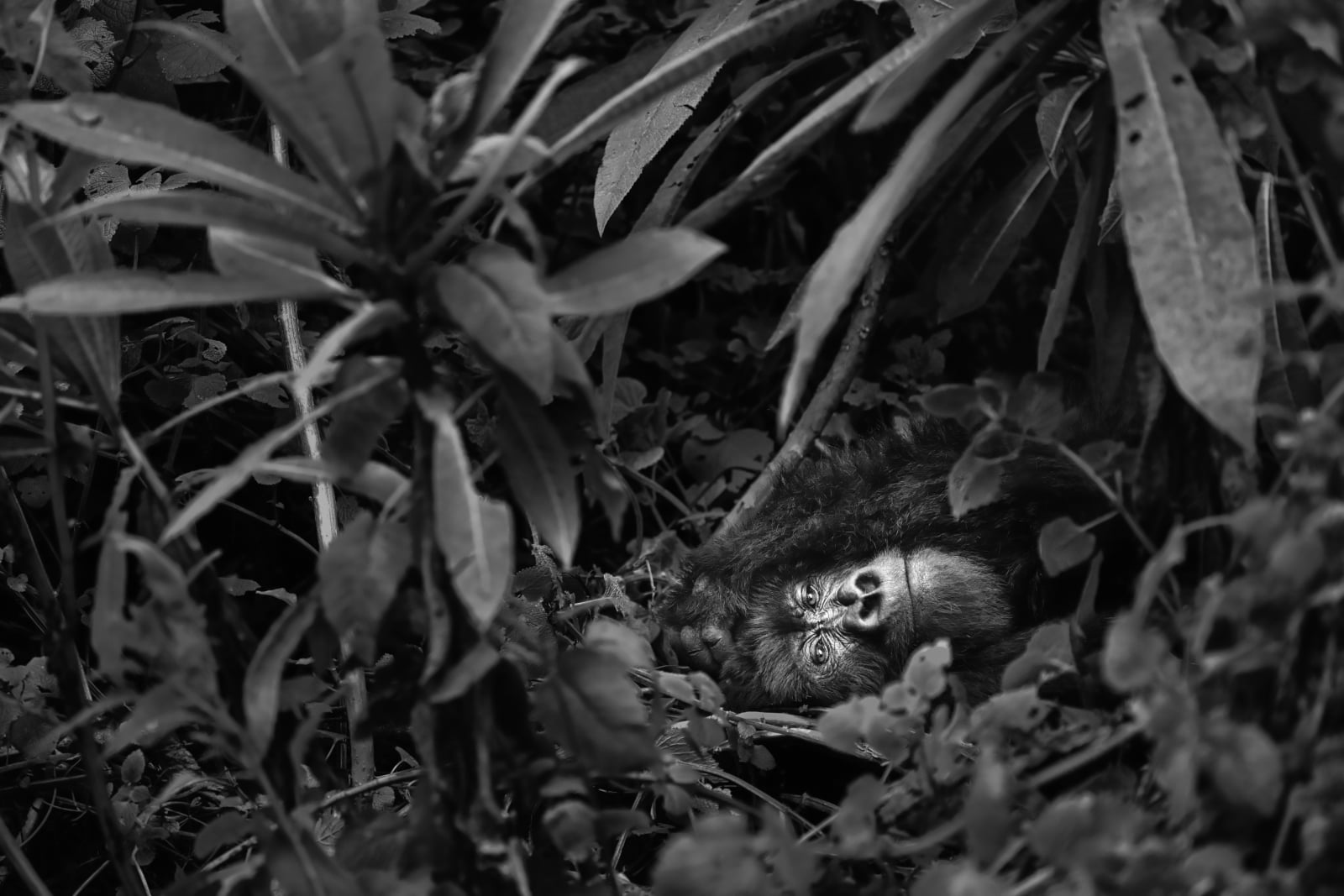 A young gorilla lies nestled among dense green foliage, looking directly toward the camera.