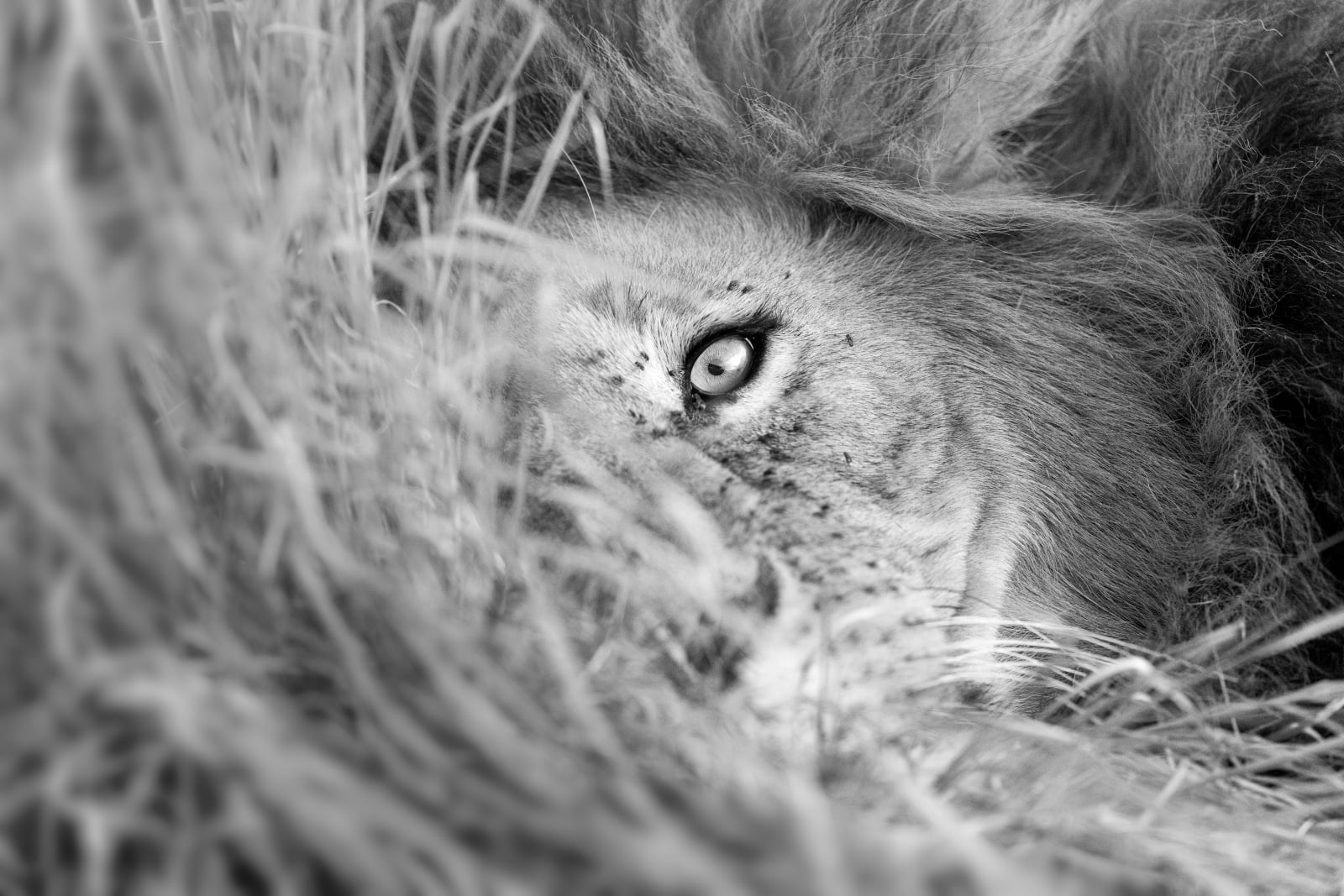 A black-and-white close-up of a lion's eye peering through tall, dry grass.