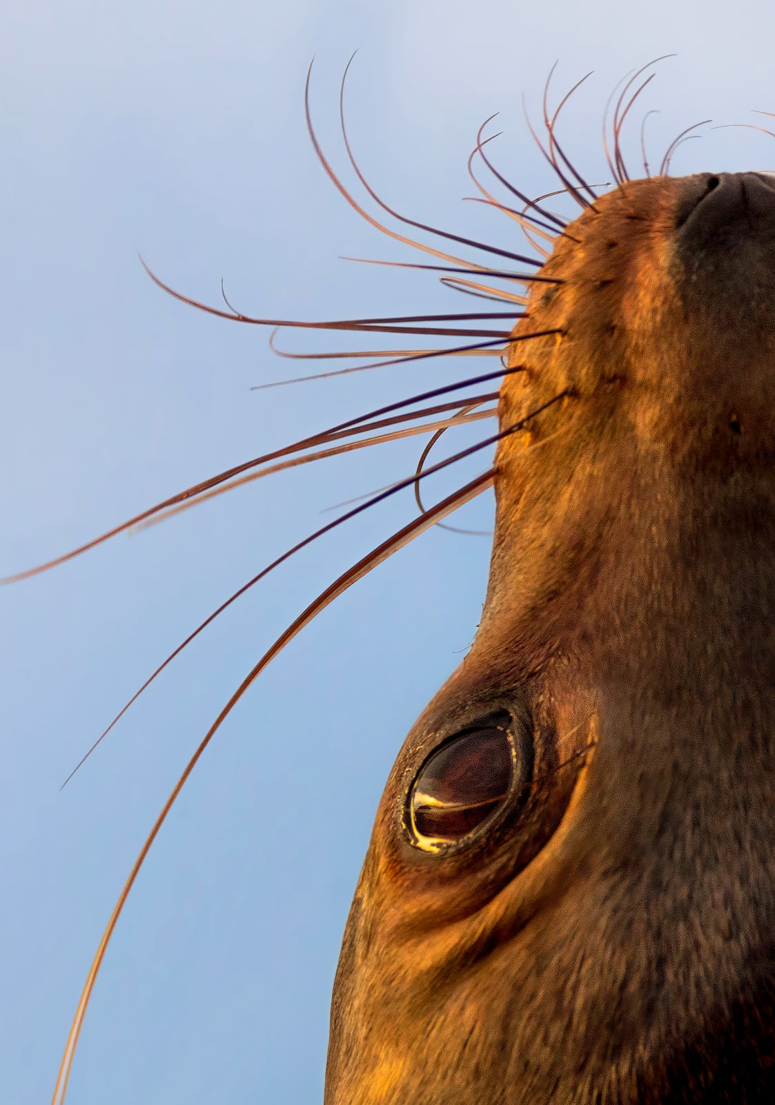 A close-up, low-angle view of a sea lion's face, highlighting its eye and long whiskers against a clear blue sky.