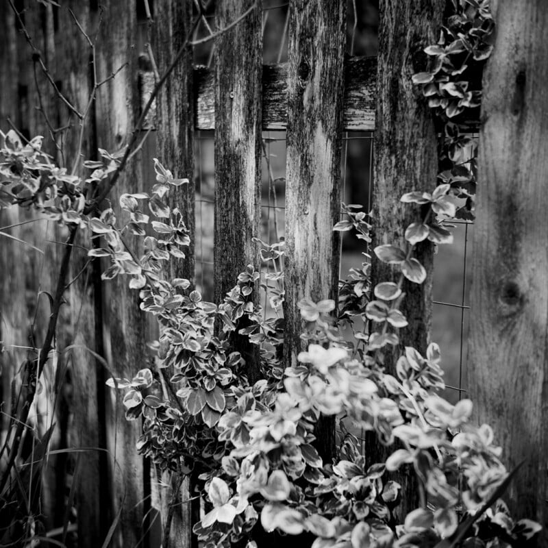 A black and white close-up shows a weathered wooden picket fence partially covered by climbing vines with variegated leaves.