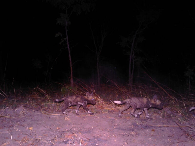 Two African wild dog pups walk across a dirt path at night, illuminated by a camera flash.