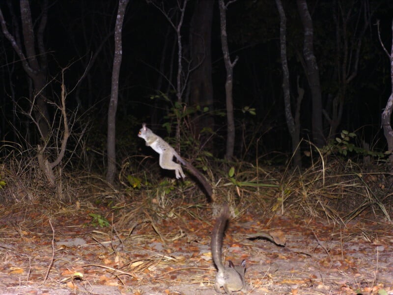 Two galagos, or bushbabies, are in a dark forest at night; one is captured mid-leap in the air while the other stands on the ground.