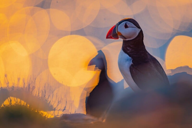 An Atlantic puffin stands in profile against a warm, golden background with soft, circular bokeh highlights.