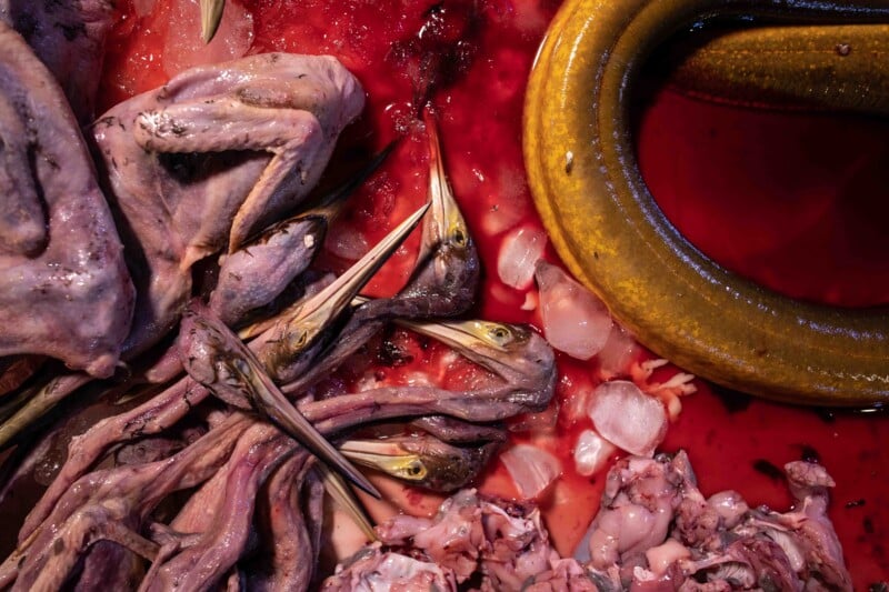 A collection of raw bird carcasses, heads, and a large yellow eel are arranged on a surface covered in blood and ice cubes.