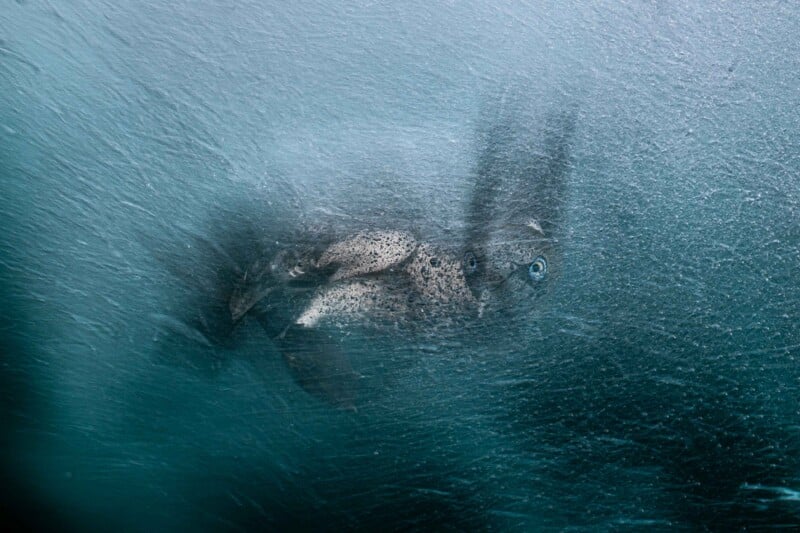 A dark, textured shape with two distinct, bright blue eyes is partially obscured beneath a layer of rippled, icy water.