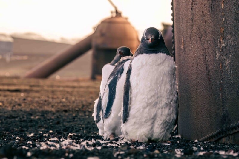 Two penguins stand side-by-side on dark, rocky ground next to a large, weathered metal structure.