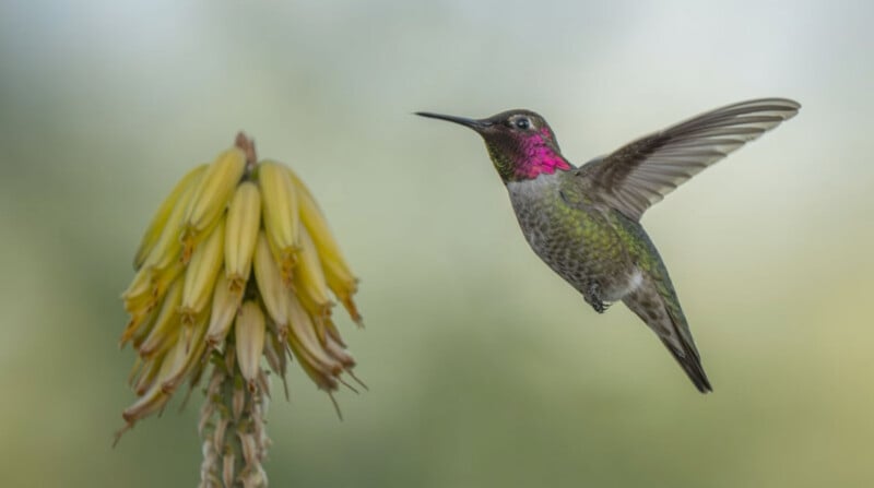 A hummingbird with iridescent pink throat feathers hovers in mid-air beside a cluster of yellow aloe flowers.