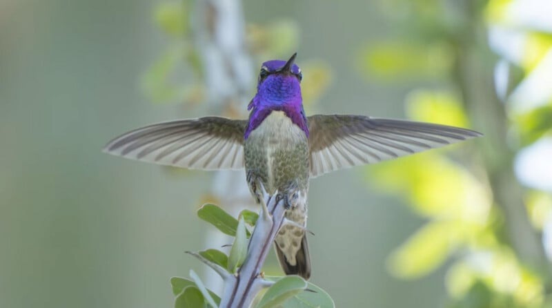 A Costa's hummingbird with a vibrant purple throat and crown perches on a thorny branch with its wings fully extended.