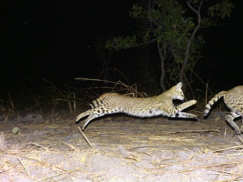 Two servals run across a dark, grassy field at night, illuminated by a camera flash.