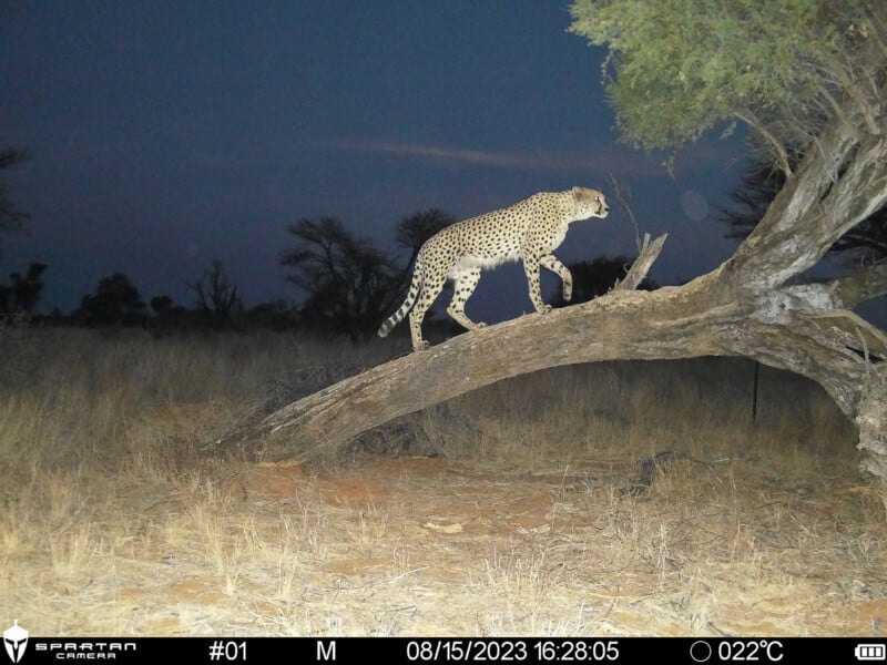 A cheetah walks along a fallen tree trunk in a grassy field at dusk.