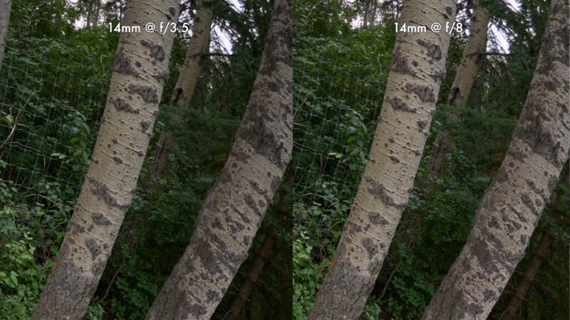 A side-by-side comparison of two identical forest scenes, labeled 14mm @ f/3.5 on the left and 14mm @ f/8 on the right.