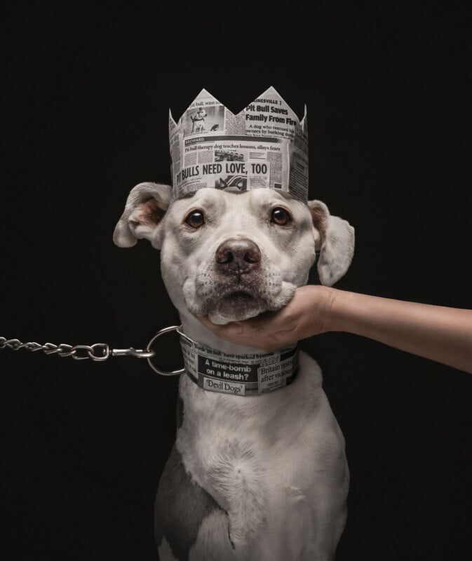 A white pit bull wearing a newspaper crown and collar sits against a black background while a hand gently holds its chin.
