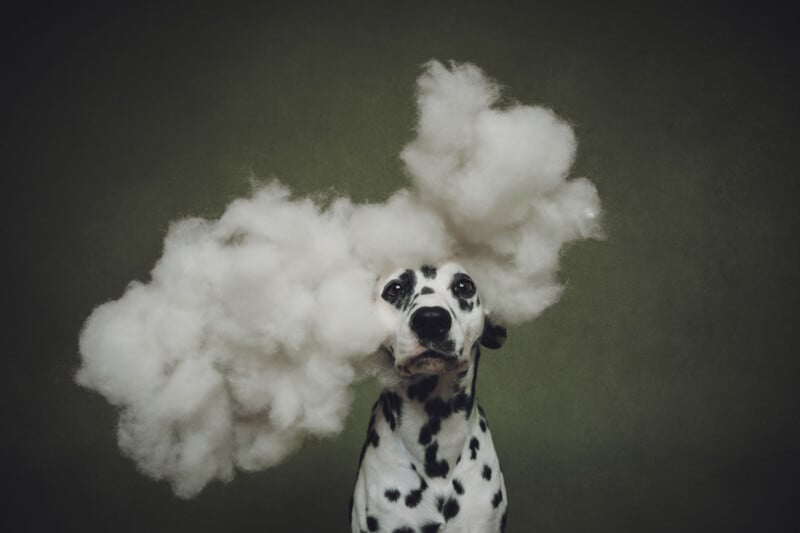 A Dalmatian dog sits against a dark green background with a large, fluffy white cloud of stuffing surrounding its head.