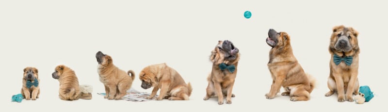 Six Shar-Pei dogs of varying ages, from puppy to adult, are lined up against a plain background, with some wearing bow ties and interacting with toys and a ball.