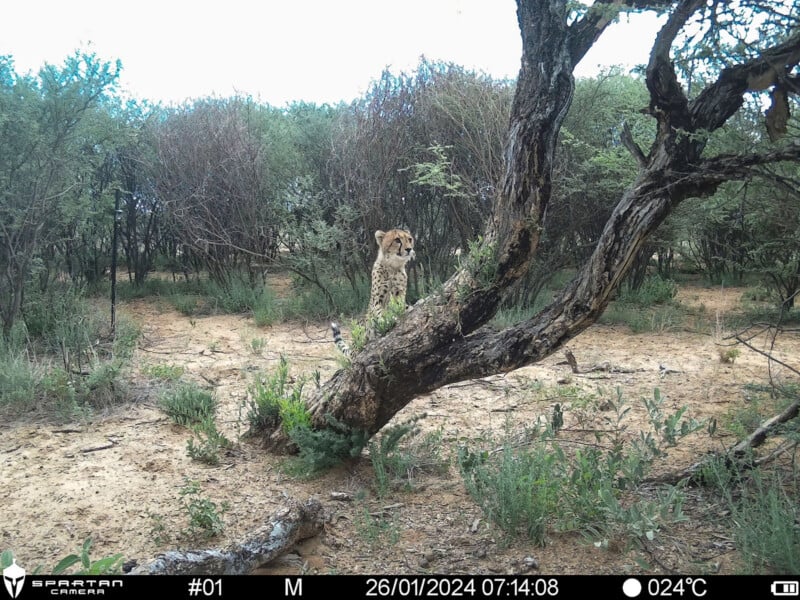 A cheetah sits on the trunk of a leaning tree in a dry, wooded savanna landscape.