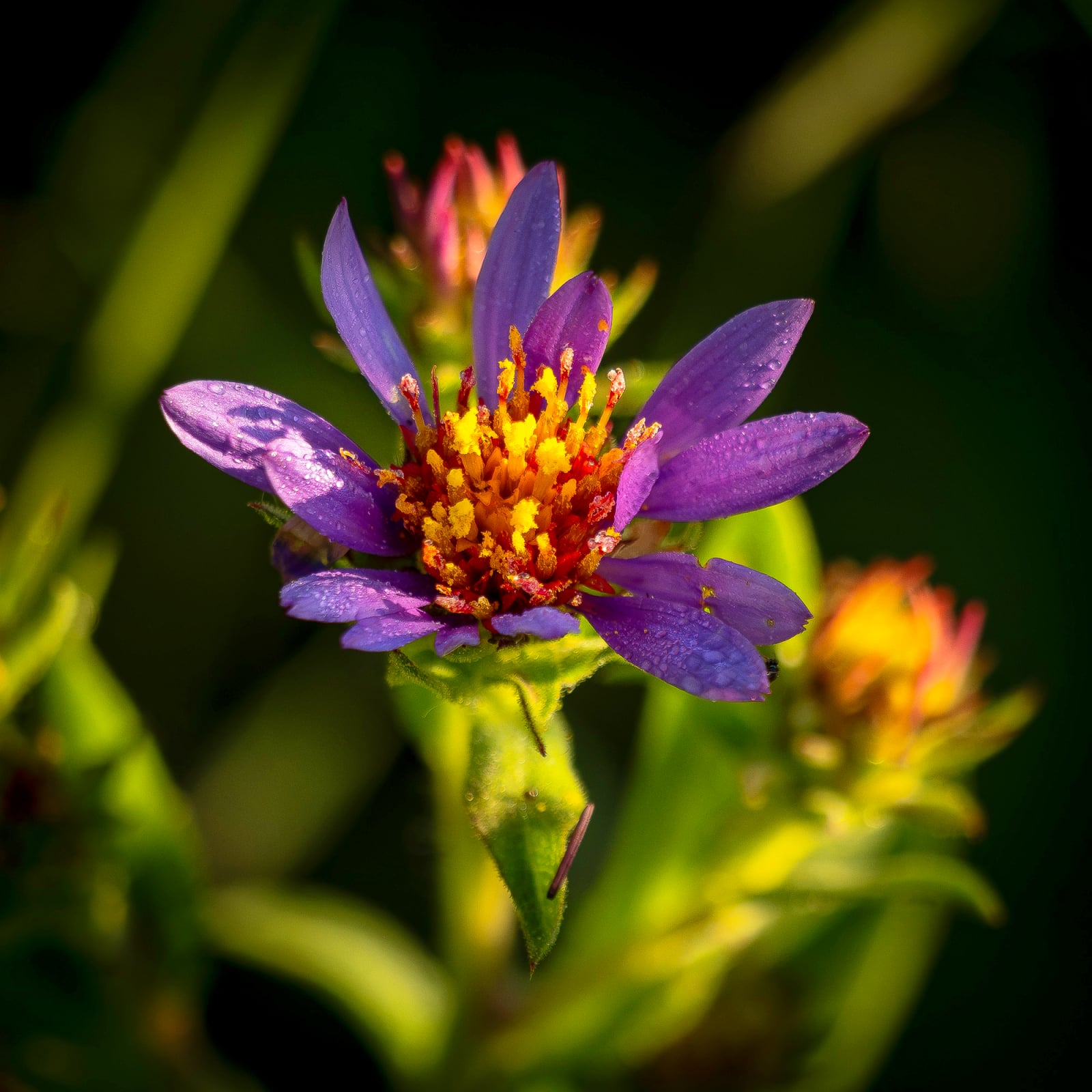 A vibrant purple aster flower with a bright yellow center, covered in tiny dew drops, blooms against a blurred green background.