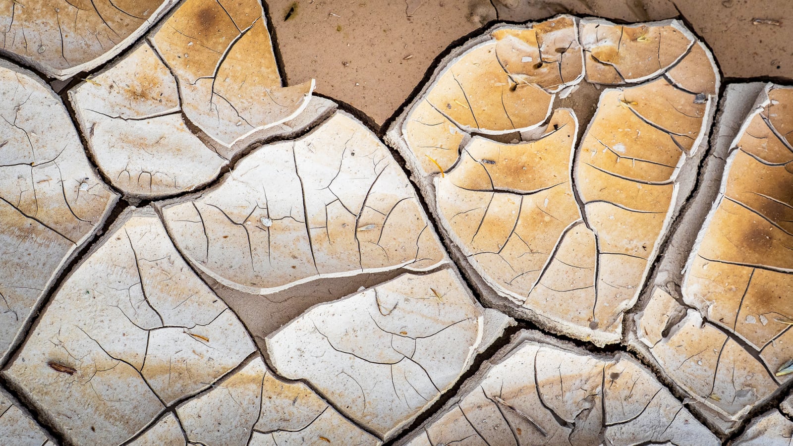 A close-up view of parched, cracked earth with light tan and white soil segments separated by deep fissures.