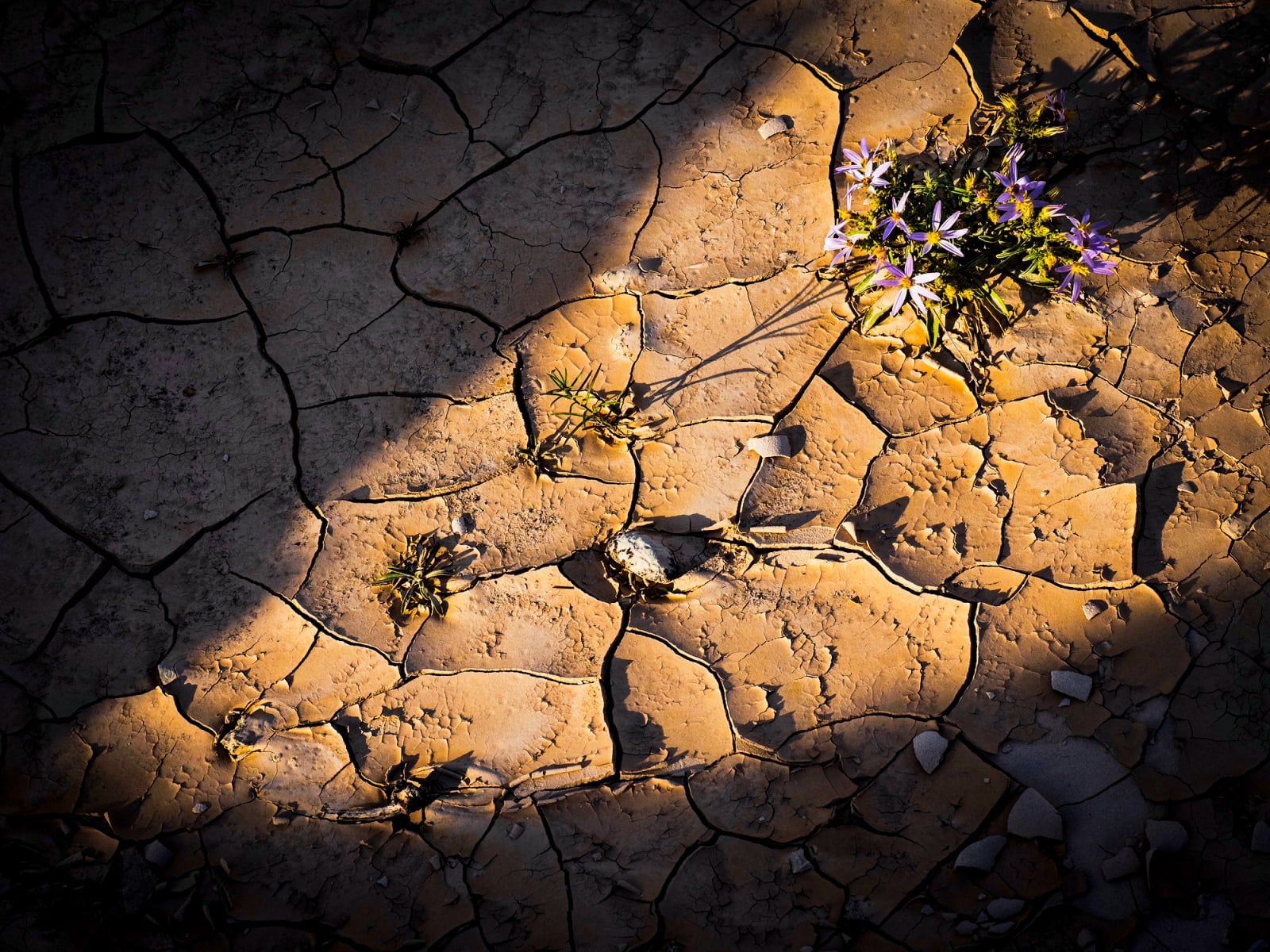A small cluster of purple wildflowers grows out of cracked, dry earth, partially illuminated by a beam of sunlight.