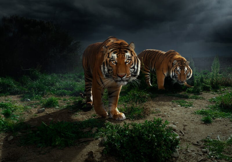 Two tigers walk across a dirt path in a grassy field under a dark, stormy sky.