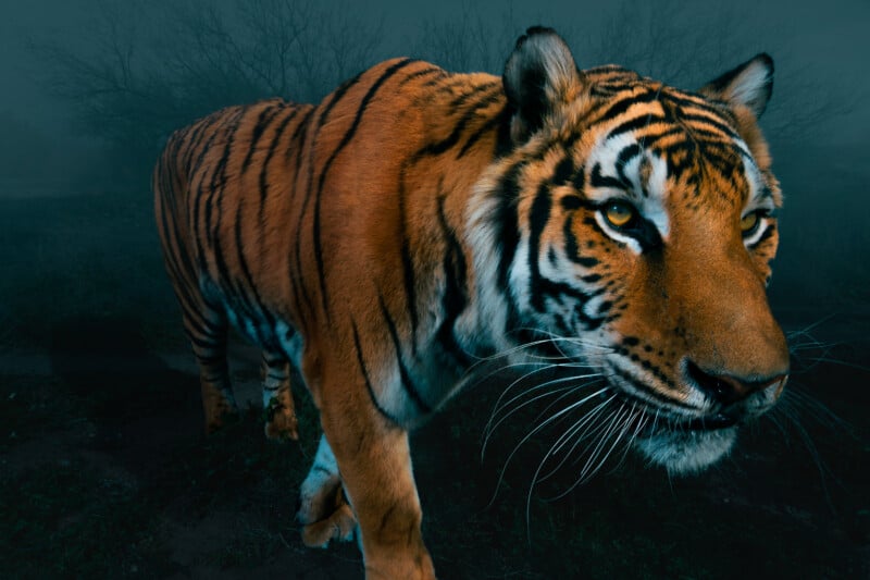 A tiger walks through a dark, foggy landscape, its orange and black striped coat illuminated against the dim background.