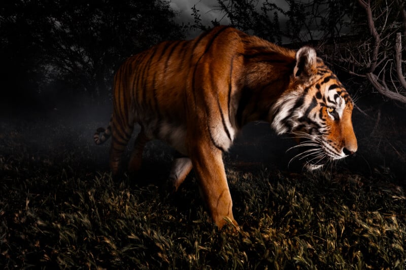 A tiger walks through dark, grassy terrain at night with trees visible in the background.