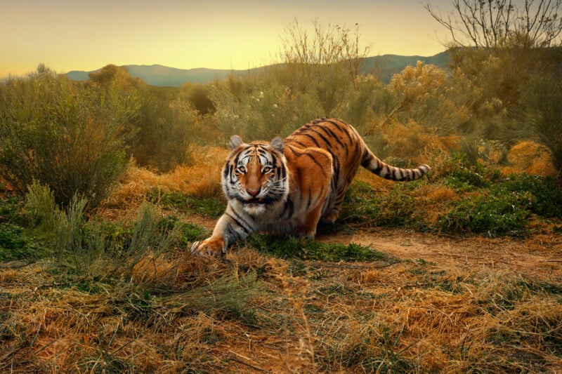 A tiger crouches in a dry, grassy field at sunset with mountains in the background.