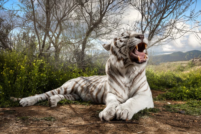 A white tiger with dark stripes lies on the ground with its mouth wide open in a yawn.
