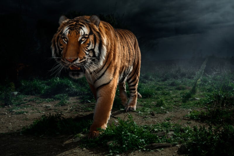 A tiger walks forward through a dark, grassy field under a stormy sky.