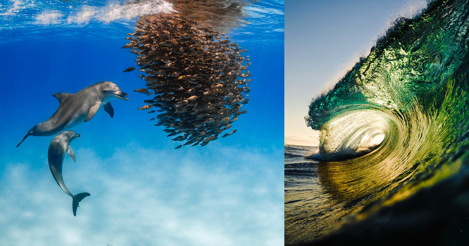 10 Winning Photographs From the Underwater Awards Australasia 2026