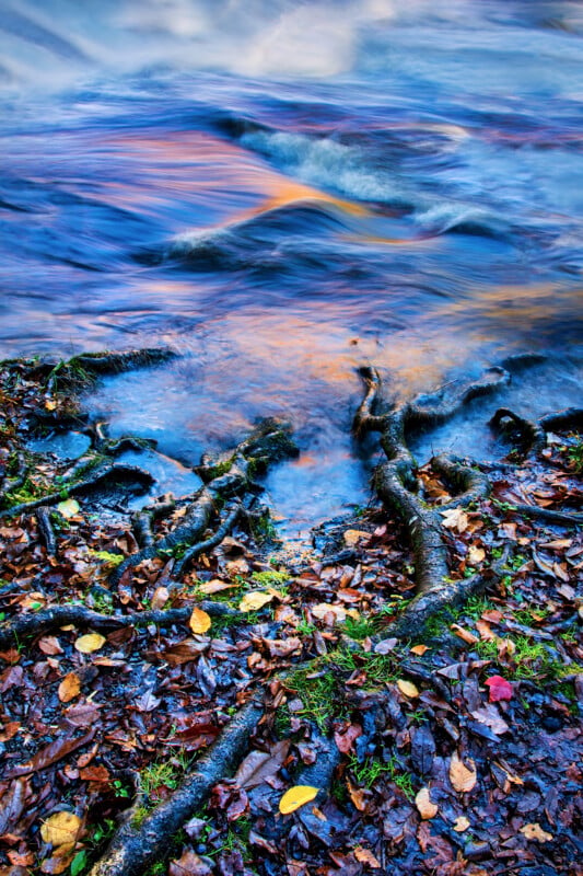 Tree roots extend from a leaf-covered bank into the flowing, blue-tinted water of a stream.