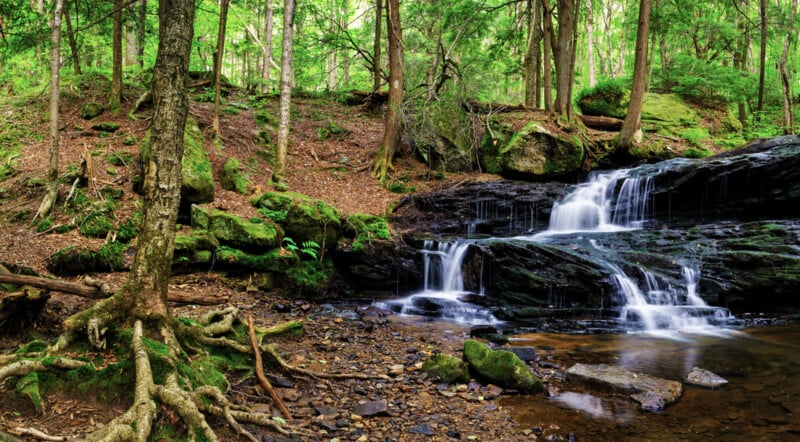A small waterfall cascades over dark, mossy rocks into a shallow stream in a lush, green forest with exposed tree roots.