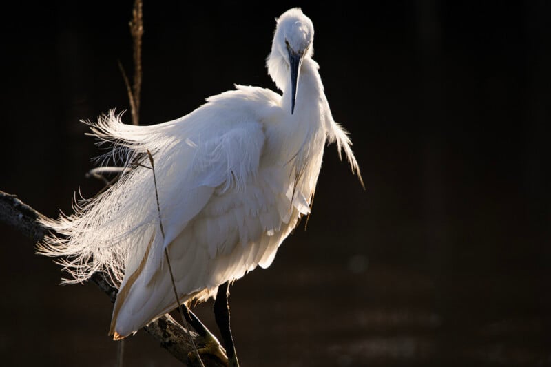 A white egret with long, wispy breeding plumage stands perched on a dark branch against a black background.