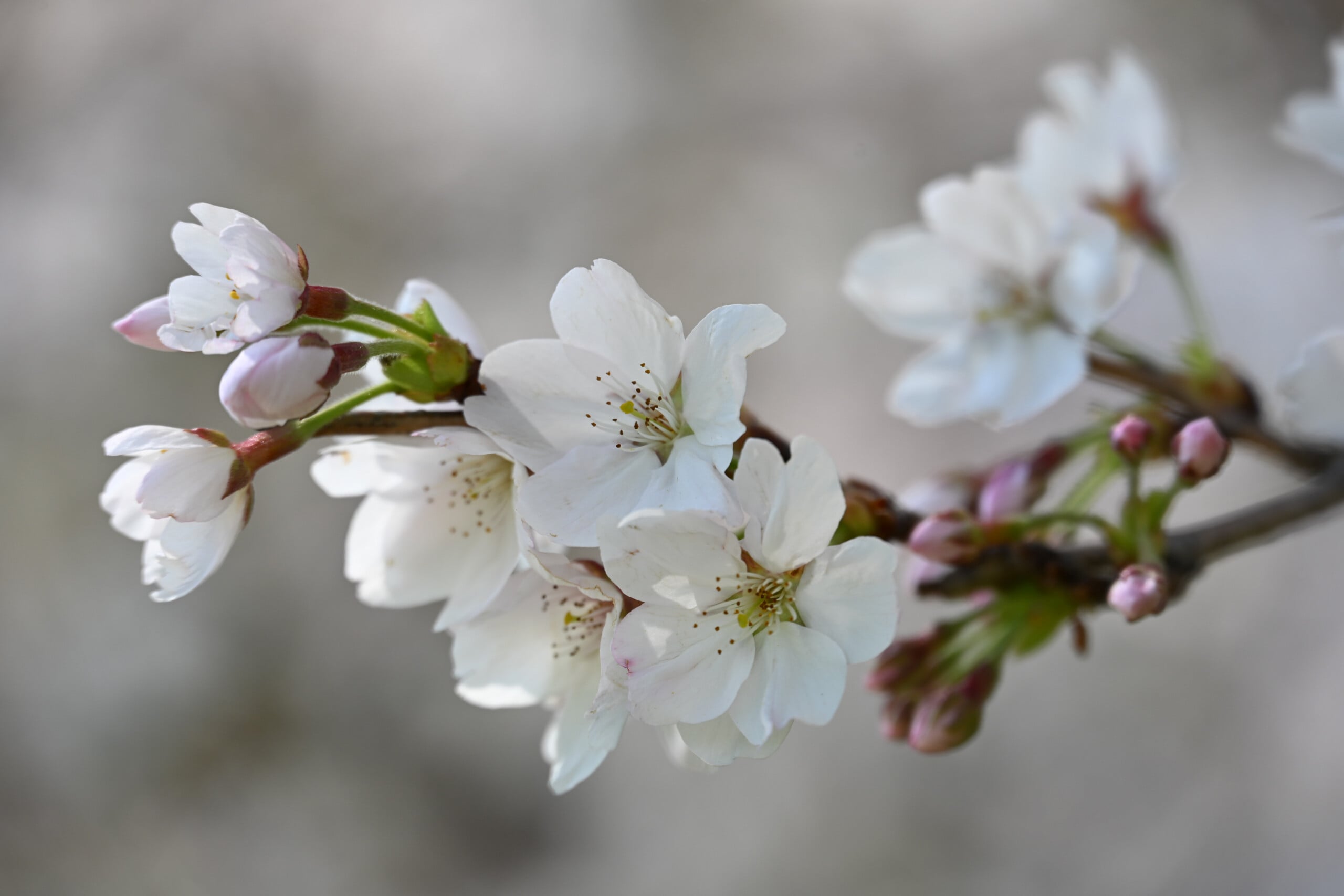 A close-up of delicate white cherry blossoms in full bloom, with several unopened pink buds on a branch against a soft, blurred background.