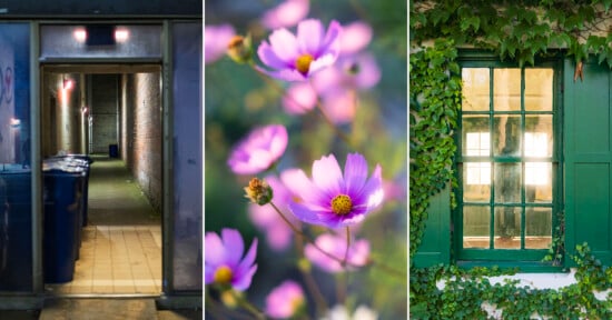 A triptych showing a dark alleyway with trash bins, a cluster of pink cosmos flowers, and a green-framed window covered in ivy.