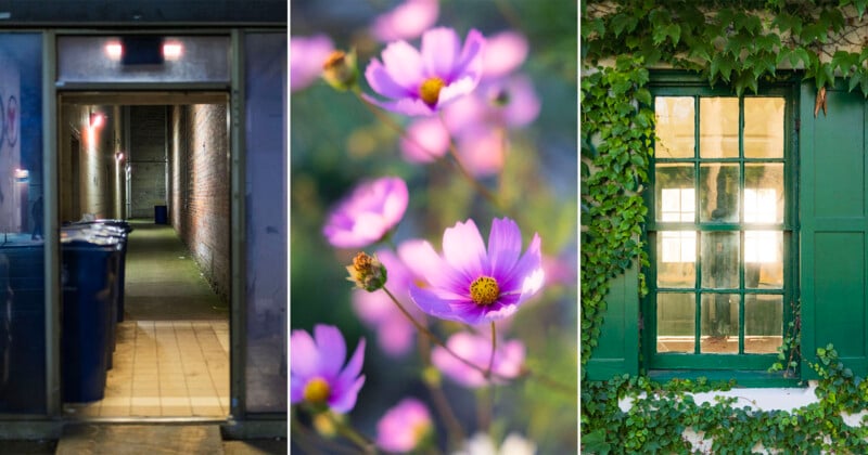 A triptych showing a dark alleyway with trash bins, a cluster of pink cosmos flowers, and a green-framed window covered in ivy.