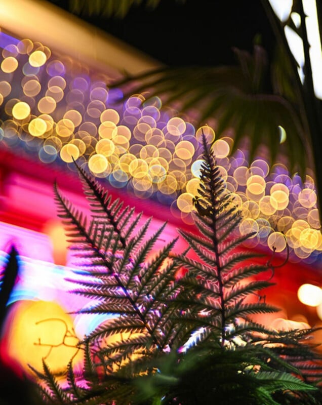 A close-up of fern fronds silhouetted against a background of vibrant, out-of-focus bokeh lights in shades of yellow, purple, and pink.