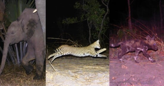 A composite image shows an elephant standing near foliage, a serval leaping through the air, and an African wild dog walking.