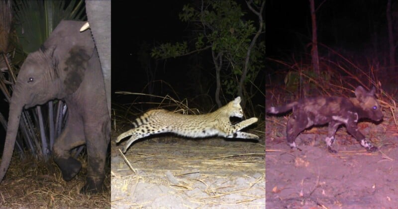 A composite image shows an elephant standing near foliage, a serval leaping through the air, and an African wild dog walking.