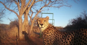 A cheetah looks directly at the camera in a dry, wooded landscape with a metal frame structure in the background.