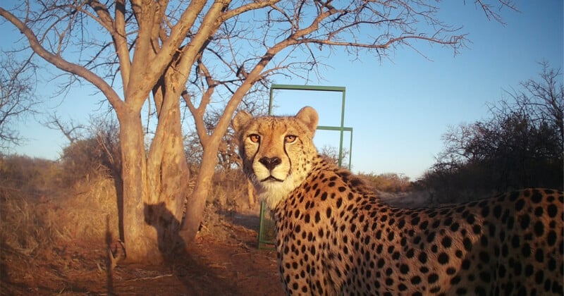 A cheetah looks directly at the camera in a dry, wooded landscape with a metal frame structure in the background.