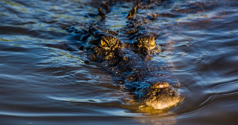 A crocodile's head and eyes emerge from dark, rippling water.