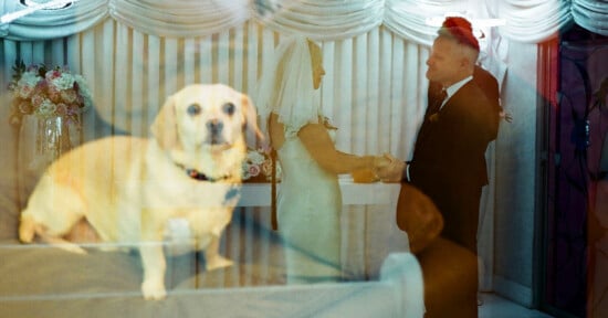A double-exposure photograph shows a light-colored dog in the foreground superimposed over a bride and groom holding hands at an altar.