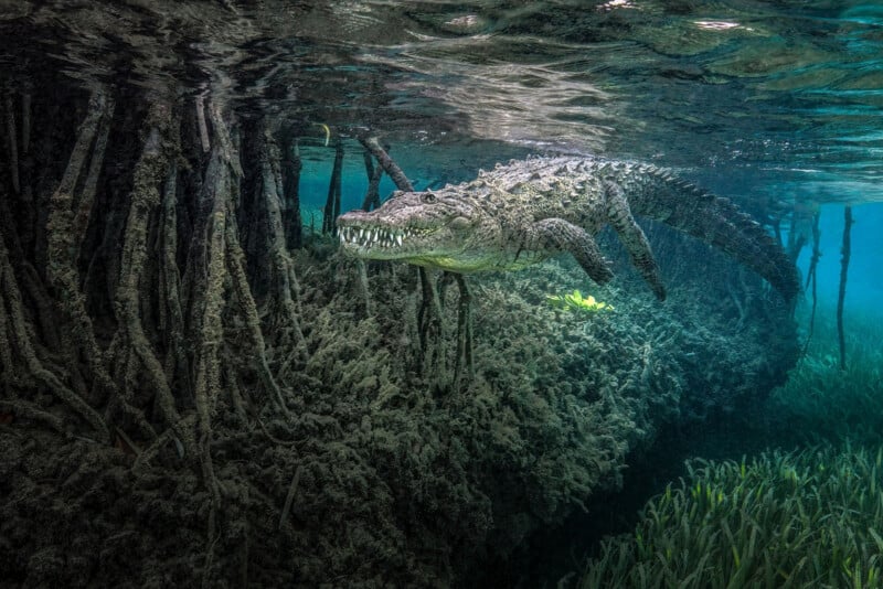 A crocodile swims underwater near mangrove roots and seagrass in a clear, shallow environment.