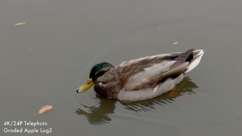 A mallard duck swims on calm, grey water with two fallen leaves floating nearby.