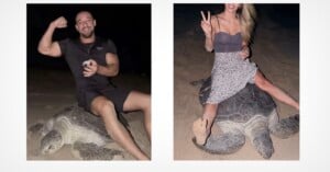 Two side-by-side images show a man and a woman each sitting on top of a large sea turtle on a sandy beach at night.